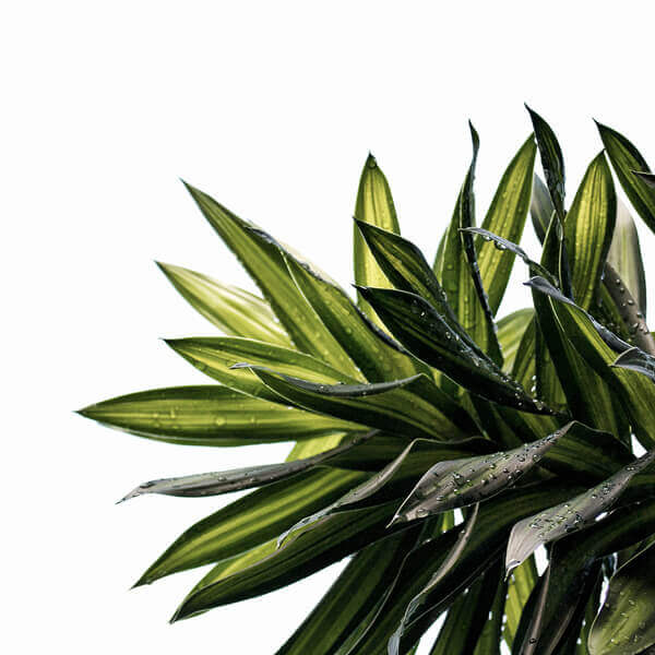 Утренние капли росы